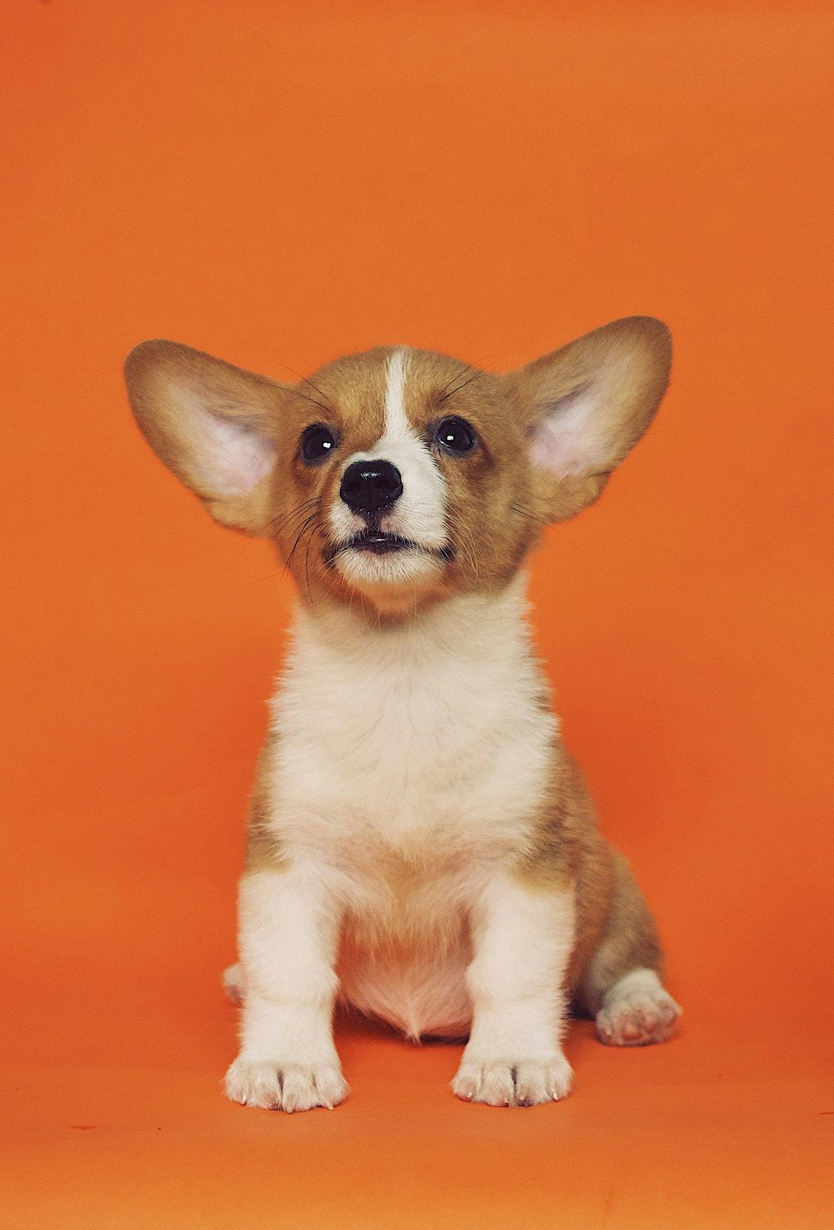 Corgi sobre un fons taronja