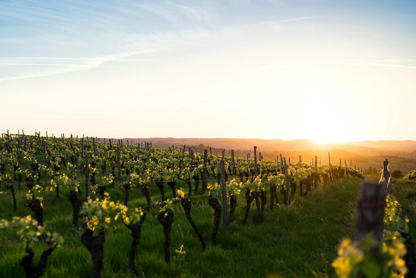 Filera de vinyes a l'alba amb el sol baix sobre el camp