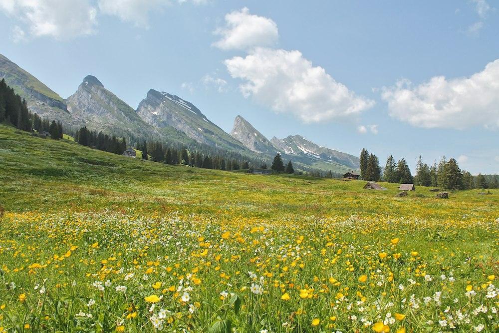 Camp de flors silvestres amb muntanyes al fons